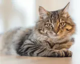 Puszysty kot o pręgowanym futrze, jakby czekał na węgiel dla kota, leży na podłodze.