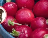 Czy pies może jeść rzodkiewkę? Na zdjęciu piesek obok świeżych, czerwonych rzodkiewek.