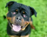 Uśmiechnięty rottweiler z widoczną trzecią powieką u psa, siedzący na zielonej trawie.