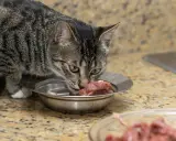 Kot zjada surowe mięso z miseczki. Czy kot może jeść surowe mięso? Tak, koty są mięsożercami i ich dieta powinna opierać się na mięsie.