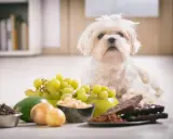 Biały piesek obok winogron, czekolady i kawy. Uważaj, bo sorbitol dla psa jest toksyczny!