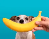 Czy pies może jeść banana? Uroczy piesek z zaciekawieniem patrzy na banana trzymanego przez rękę.