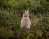 Puszysty królik siedzi na trawie, zastanawiając się, czy królik może jeść banana.