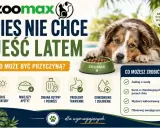 Pies nie chce jeść latem? Powodem mogą być wysokie temperatury, problemy trawienne lub odwodnienie. Zadbaj o wodę i lekkostrawną karmę.