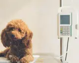 Brązowy pudel leży pod kroplówką, otrzymując leczenie. Weterynarz podaje nifuroksazyd dla psa, aby pomóc mu wrócić do zdrowia.
