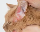 Pomarańczowy kot z zaczerwienioną skórą wokół ucha, objawy świerzbu usznego u kota.