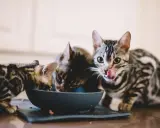 Trzy pręgowane koty bengalskie jedzą z miski. Jeden z nich oblizuje pyszczek, ciesząc się pyszną wołowiną dla kota.