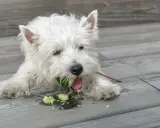 Biały piesek west highland white terrier gryzie ogórka, sprawdzając, czy pies może jeść ogórki. Wokół leżą kawałki warzywa.