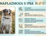 Pies z objawami choroby odkleszczowej: apatia, gorączka, kulawizna. Informacje o anaplazmozie u psów.