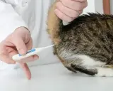 Weterynarz mierzy temperaturę u kota.