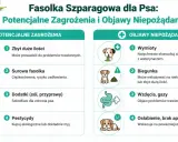 Czy pies może jeść fasolkę szparagową? Infografika ostrzega przed zagrożeniami: zbyt dużą ilością, surową fasolką, dodatkami i pestycydami. Objawy niepożądane to wymioty, biegunka, gazy i osłabienie.