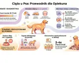 Ilustracja przedstawia cykl ciąży u psa, od pierwszych objawów, przez wizyty u weterynarza, po przygotowanie do porodu i laktację. Pokazuje, jak rozpoznać urojona ciążę u psa.