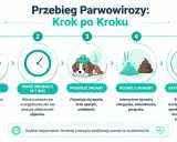 Schemat przebiegu parwowirozy u psa: zakażenie, okres inkubacji, pierwsze objawy, rozwój choroby, kryzys/rokowanie. Szybkie rozpoznanie parwowirozy ratuje życie.