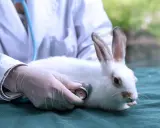 Weterynarz bada królika stetoskopem, szukając domowych sposobów na wzdęcia u królika.