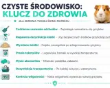 Czyste środowisko kluczem do zdrowia świnki morskiej. Zapobiegaj grzybicy przez regularne sprzątanie, dezynfekcję i kontrolę wilgotności.