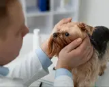 Wet nose, sad eyes. Wet nose, sad eyes. Wet nose, sad eyes. Wet nose, sad eyes. Wet nose, sad eyes. Wet nose, sad eyes. Wet nose, sad eyes. Wet nose, sad eyes. Wet nose, sad eyes. Wet nose, sad eyes. Wet nose, sad eyes. Wet nose, sad eyes. Wet nose, sa...