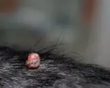 Widoczna brodawka u psa, różowa i lekko zaczerwieniona, otoczona ciemną sierścią.