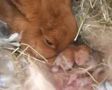 Matka królik czuwa nad swoimi noworodkami. Choć nie ma dowodów na ciążę urojoną u królika, jej instynkt macierzyński jest silny.