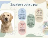 Zapalenie ucha u psa: objawy, przyczyny, diagnostyka i leczenie. Grafika przedstawia psa i informacje o chorobie.