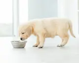 Uroczy szczeniak golden retrievera z zaciekawieniem wącha miskę, ale ewidentnie nie chce jeść.