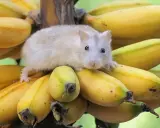 Mały chomik na kiści bananów. Czy chomiki mogą jeść banany? Ten słodziak wygląda, jakby chciał się przekonać!
