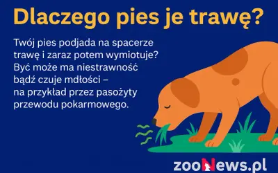 Pies je trawę, bo może mieć niestrawność lub mdłości, np. przez pasożyty. Dowiedz się, dlaczego pies je trawę.