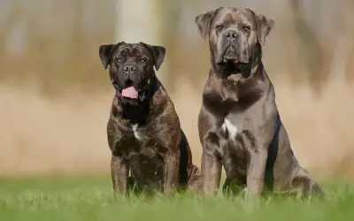 Dwa potężne psy rasy cane corso siedzą na trawie, jeden w pręgowanym umaszczeniu, drugi w odcieniu szarości.