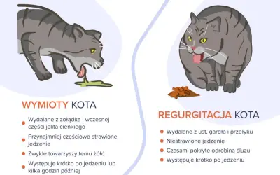 Ilustracja pokazuje dwa koty. Po lewej kot wymiotuje, wydalając niestrawione jedzenie z żołądka. Po prawej kot ma regurgitację, wydalając jedzenie z gardła.