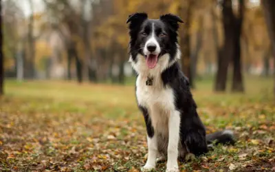 Uśmiechnięty border collie siedzi na jesiennym tle, otoczony opadłymi liśćmi.