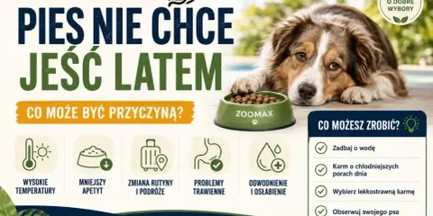 Pies nie chce jeść latem? Wysokie temperatury, zmiana rutyny, problemy trawienne lub odwodnienie mogą być przyczyną. Zadbaj o wodę i lekkostrawną karmę.
