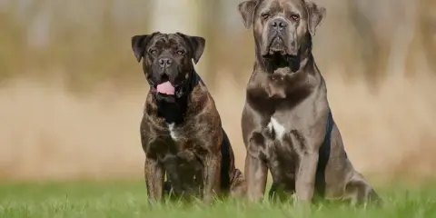 Dwa potężne psy rasy cane corso siedzą na trawie, jeden w pręgowanym umaszczeniu, drugi w odcieniu szarości.