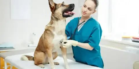 Weterynarz bada psa, który może mieć refluks. Objawy refluksu u psa są niepokojące, ale wizyta u lekarza pomoże.
