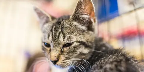 Mały kotek z pręgowanym futerkiem, którego oczy są lekko zaczerwienione i ropiejące.