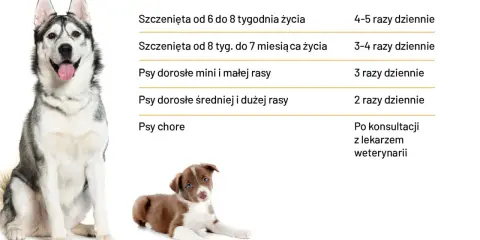 Tabela: ile powinien jeść szczeniak i dorosły pies. Podział na wiek i rasę, a także zalecenia dla psów chorych.