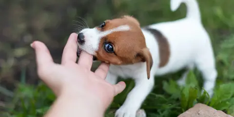 Szczeniak Jack Russell Terrier gryzie rękę. Dowiedz się, jak oduczyć szczeniaka gryzienia, oferując mu zabawki do gryzienia.