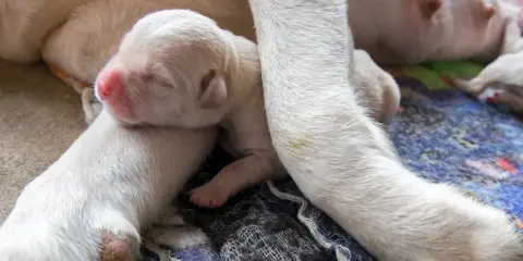 Nowiutkie szczenięta, jedno z nich ma widoczny pępek u psa, śpią wtulone w siebie i mamę.