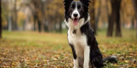 Uśmiechnięty border collie siedzi na jesiennym tle, otoczony opadłymi liśćmi.