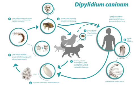 Cykl rozwojowy tasiemca psiego (Dipylidium caninum) u kota i psa. Pchły przenoszą cysticerkoidy, które zarażają żywiciela.