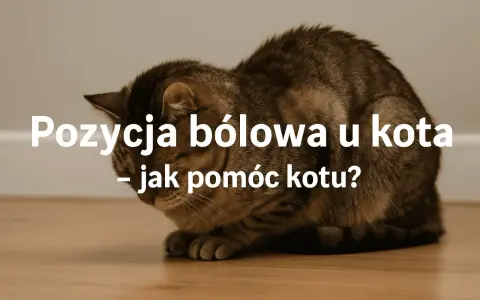 Kot w pozycji bólowej, skulony, z opuszczoną głową. Tekst: "Pozycja bólowa u kota - jak pomóc kotu?".