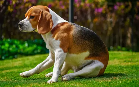 Beagle siedzi na trawie, jakby zaraz miał zjechać na sankach.