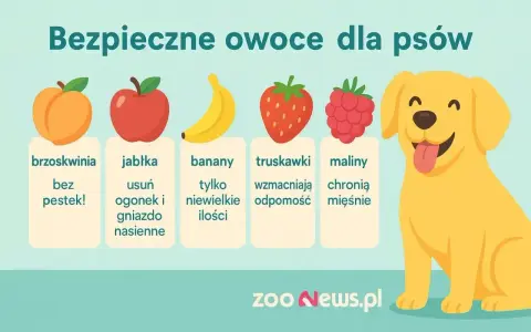 Czy pies może jeść brzoskwinie bez pestek? Tak, jak i jabłka, banany, truskawki i maliny. Wesoły piesek cieszy się bezpiecznymi owocami.