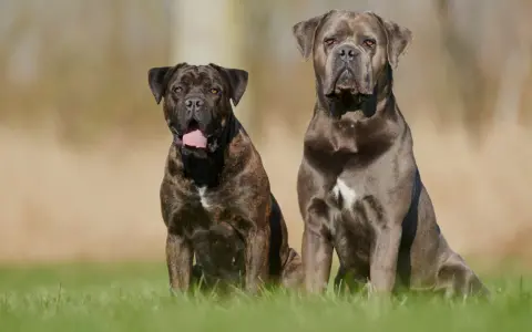 Dwa potężne psy rasy cane corso siedzą na trawie, jeden w pręgowanym umaszczeniu, drugi w odcieniu szarości.