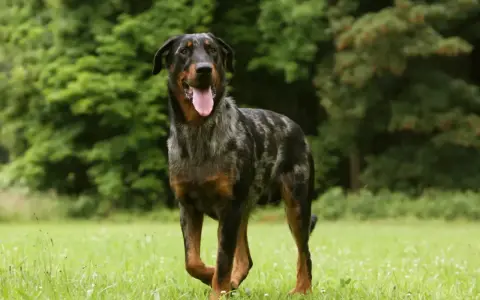 Piękny owczarek francuski beauceron z merle umaszczeniem, z językiem na wierzchu, biegnie po zielonej łące.
