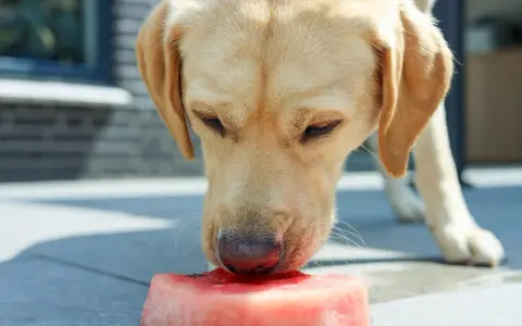 Złoty labrador z zaciekawieniem wącha kawałek arbuza. Czy pies może jeść arbuza? Ten słodki przysmak jest bezpieczny dla psów w umiarkowanych ilościach.