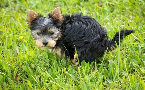 Mały, czarny piesek Yorkshire Terrier w trawie robi czarną kupę.