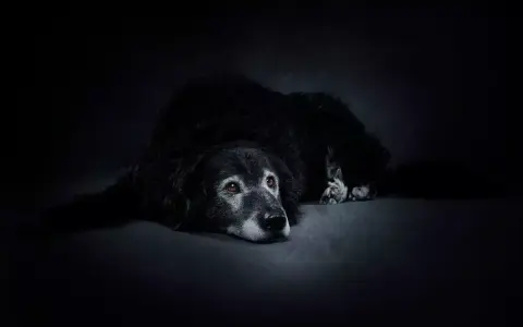 Smutny pies, którego czeka uśpienie, leży na ciemnym tle. Jego oczy patrzą w dal, pełne melancholii.