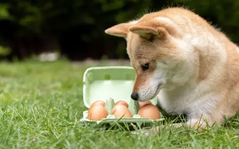 Shiba Inu z zaciekawieniem wpatruje się w wytłaczankę z jajkami na trawie. Czy pies może jeść jajko? To pytanie nurtuje wielu właścicieli czworonogów.