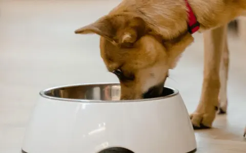 Brązowy piesek w czerwonej obroży węszy w misce, ale pies nie chce jeść karmy z puszki.