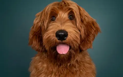 Urocza mieszanka pudla z labradorem o rudym futrze, z językiem na wierzchu, patrzy w obiektyw na tle ciemnozielonej ściany.