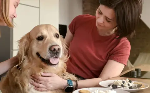 Zastanawiasz się, czy pies może jeść twaróg? Ten złoty retriever wygląda na zadowolonego, gdy dwie kobiety go głaszczą.